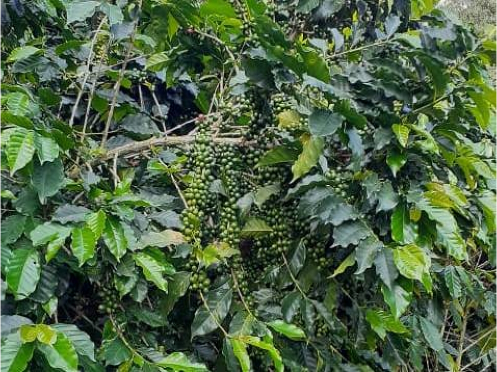 VENDO FINCA CAFETERA Y ECONÓMICA EN LA VEREDA EL PEDRAL DE BETANIA