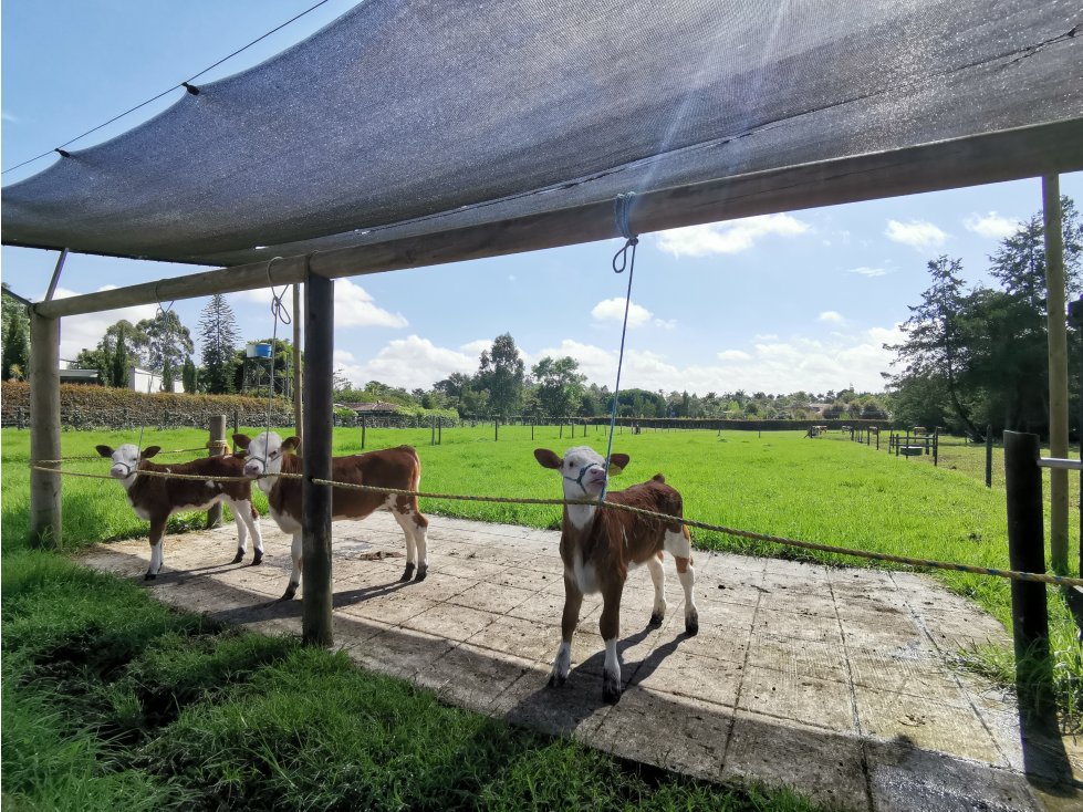 FINCA PARA LA VENTA EN CABECERAS