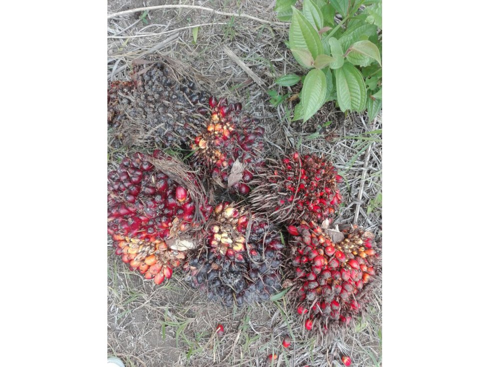 FINCA PALMERA DE 103 HECTAREAS EN PUERTO CONCORDIA-META