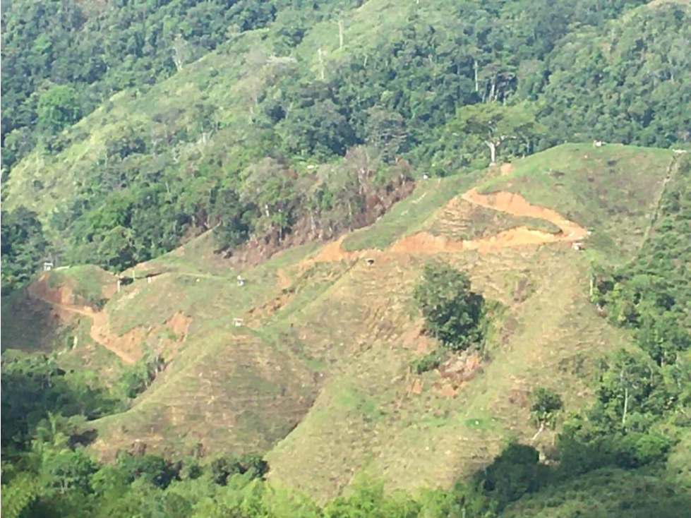 Se VENDE finca sembrada en limón